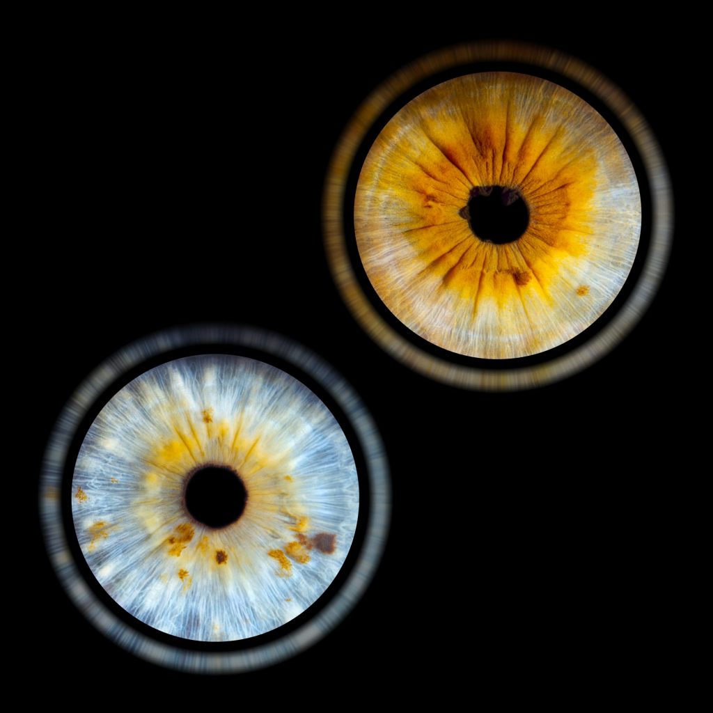 Photo de deux iris avec un effet de halo.