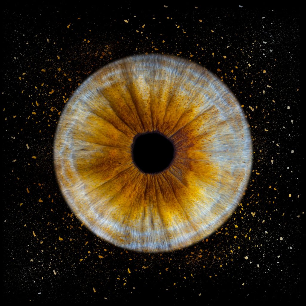 Photographie d'un iris original avec un mélange de marron et de bleu.