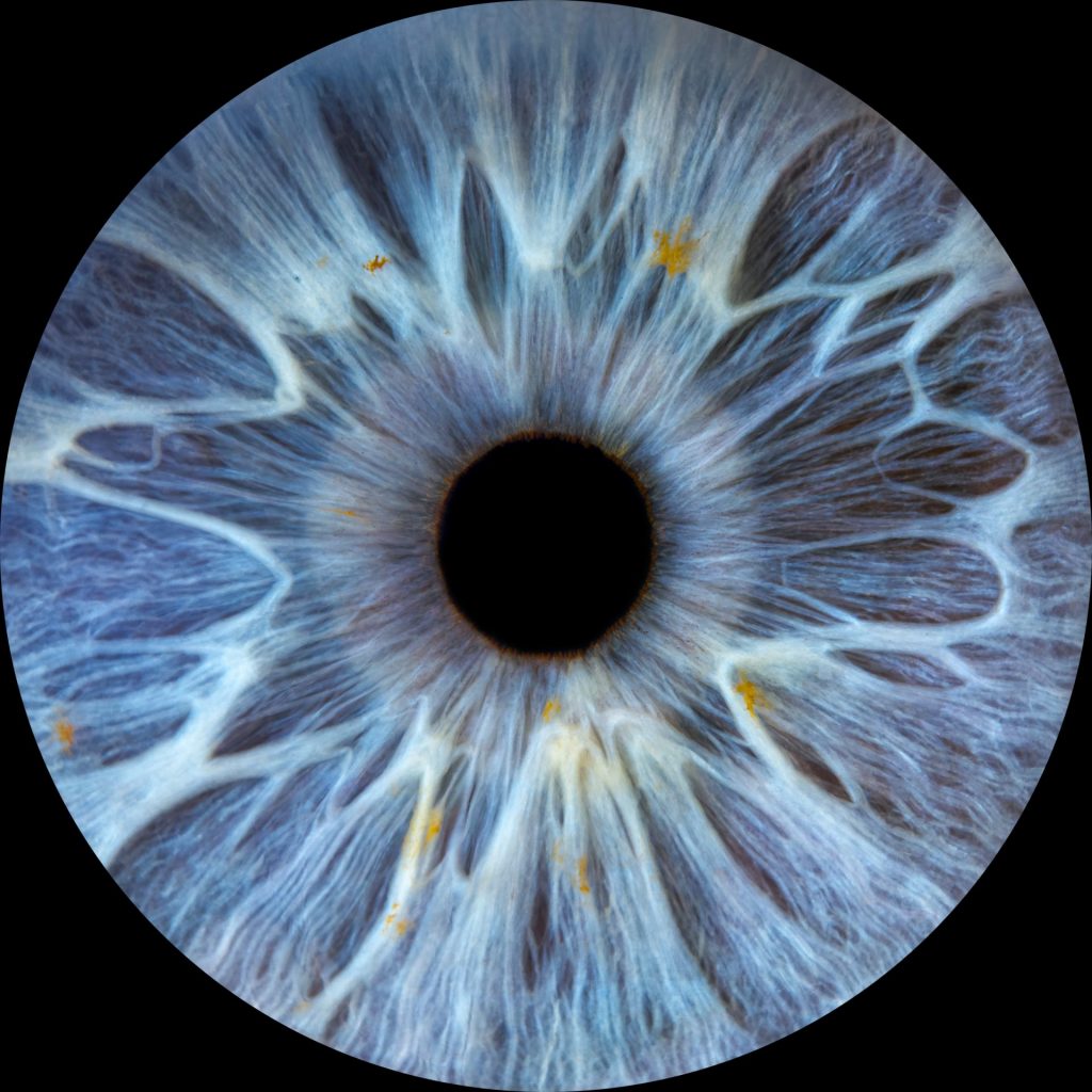 Photo d'un iris bleu très détaillé.