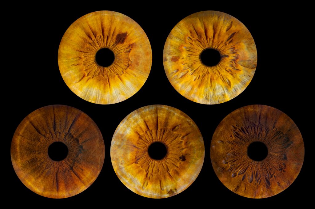 Photo des 5 iris d'une famille dans des teintes jaune et marron